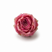 CHARM ROSELLINA