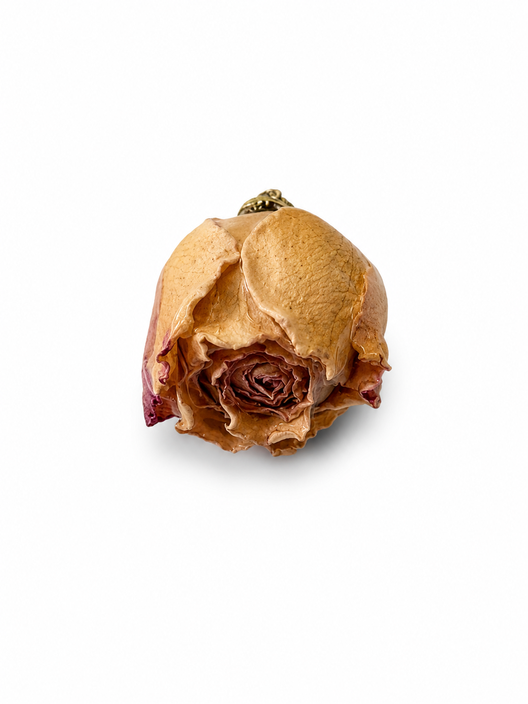 CHARM ROSELLINA